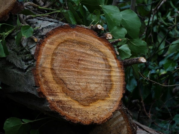 Cut log